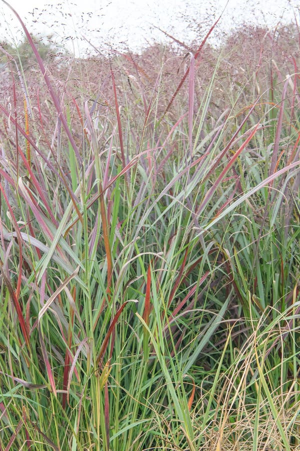 Switchgrass Panicum virgatum Squaw, plants with reddish plumes